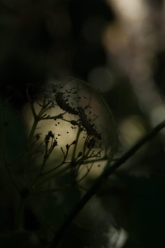Emma Beauxis · Amsterdam 2015 · Lost in the shadows, frame 1 of 3