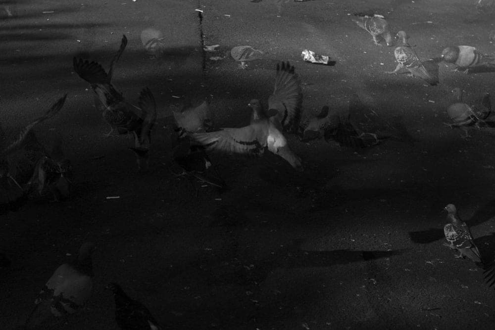 Simon Jiracek · Amsterdam 2015 · Wild, frame 1 of 3