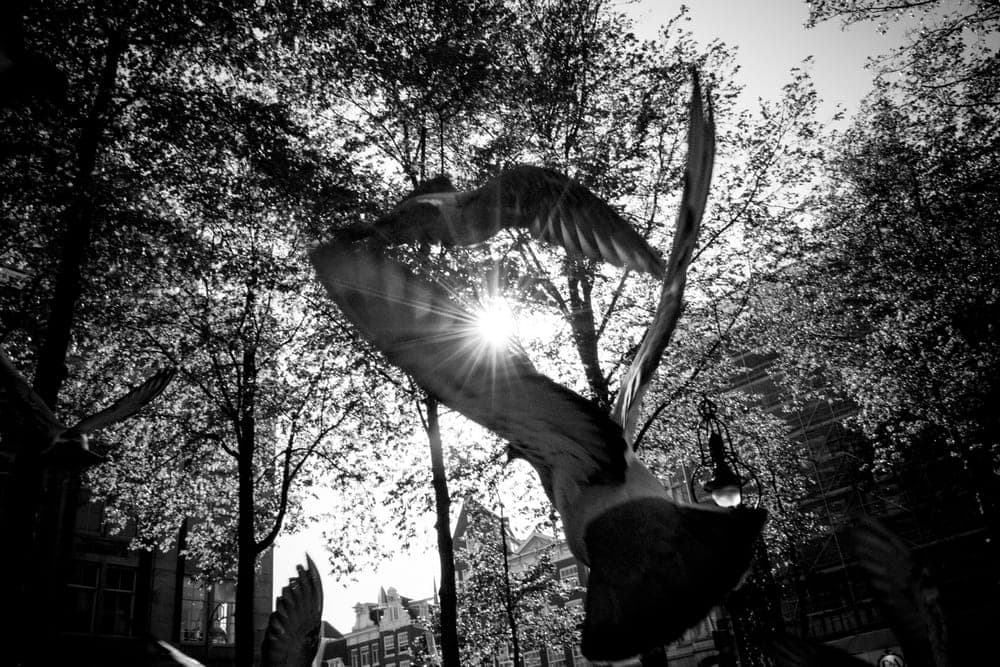 Michal Jedlicka · Amsterdam 2015 · Wild, frame 1 of 3