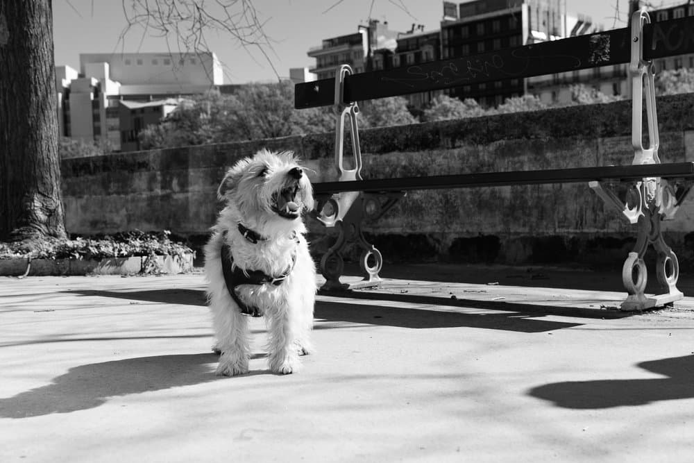 Nicolas Morais · Paris 2025 · Four-legged companions, frame 1 of 3