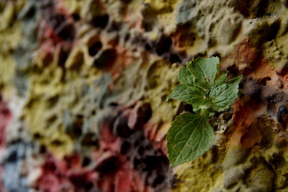 Shuying Lin · Amsterdam 2013 · Nature is everywhere, frame 1 of 3