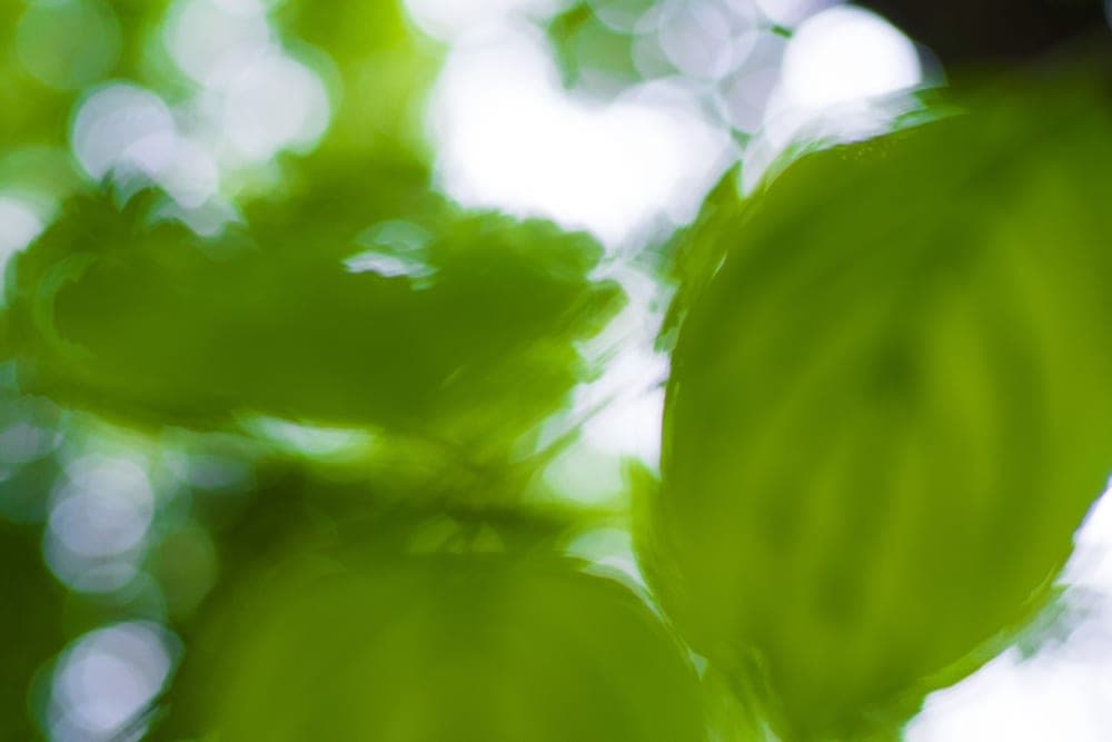 Sónia Arrepia · Amsterdam 2013 · Nature is everywhere, frame 1 of 3
