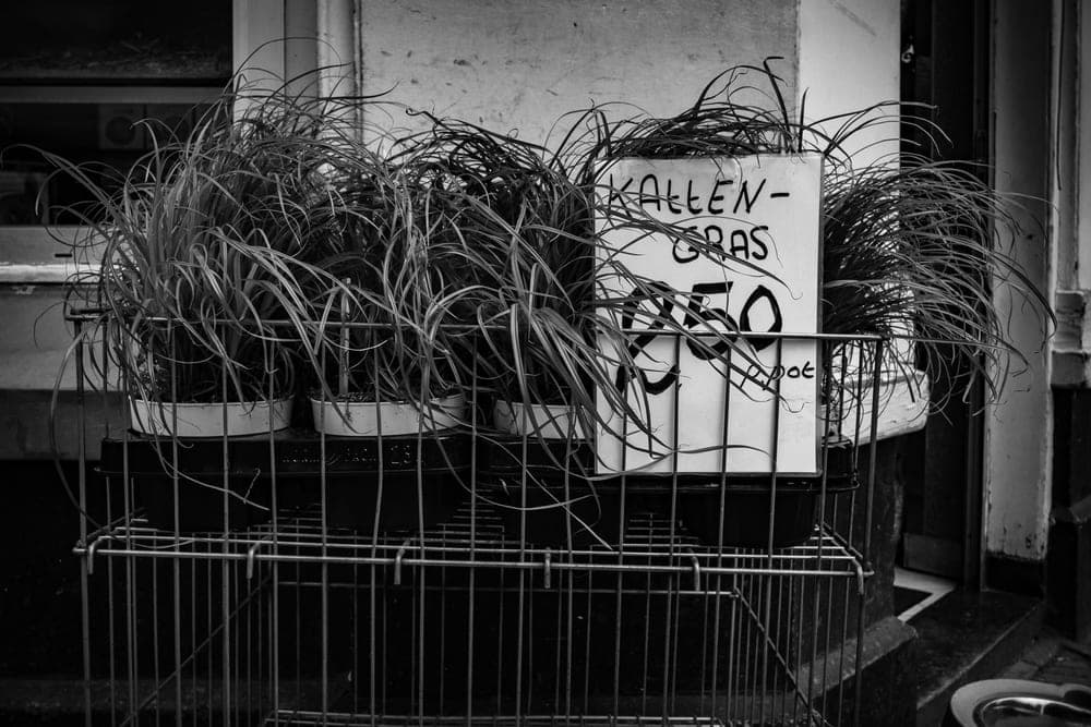 Jurgen Onland · Amsterdam 2018 · Urban fauna, frame 1 of 3