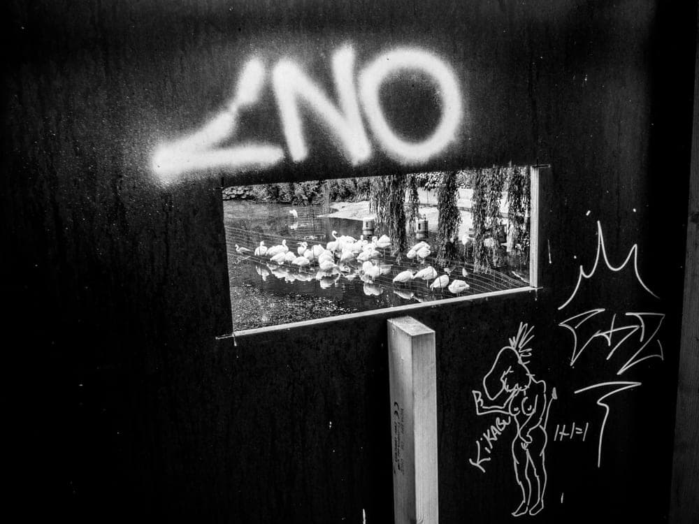 Michiel Witlox · Amsterdam 2018 · Urban fauna, frame 1 of 3