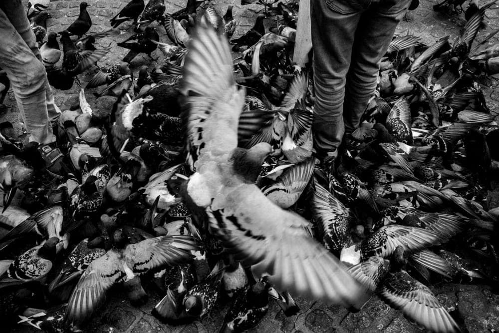 Tim Sutherland · Amsterdam 2018 · Urban Fauna, frame 1 of 3