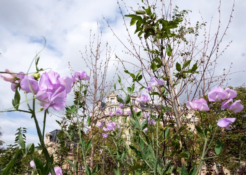 Isabelle Besson · Paris 2019 · Nature around the corner, frame 1 of 3